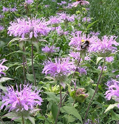 Wild Bergamot ,Mintleaf Bee Balm Seeds,Monarda Fistulosa - Perennial Herb Plant(1 Packet 2000 Seeds) #TOP1