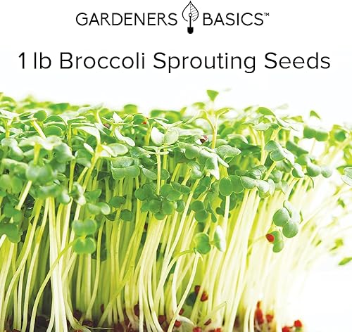 Miniatura 4 de Gardeners Basics - Kit de semillas de brócoli para brotar y microverdes sin OMG bolsa de brotes resellables de 1 libra a granel