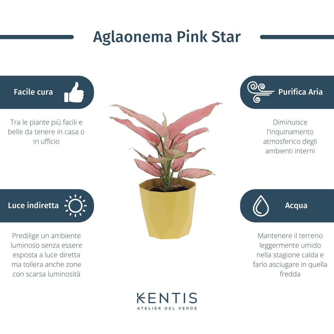 KENTIS - Aglaonema Pink Star - Piante da Interno Vere - Piante Purifica Aria da Appartamento - H 20-30 cm Vaso Ø 12 cm