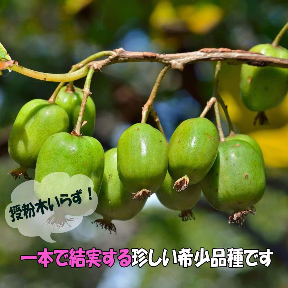 Amazon.co.jp: ITANSE ベビーキウイ ファントム【果樹苗 9cm