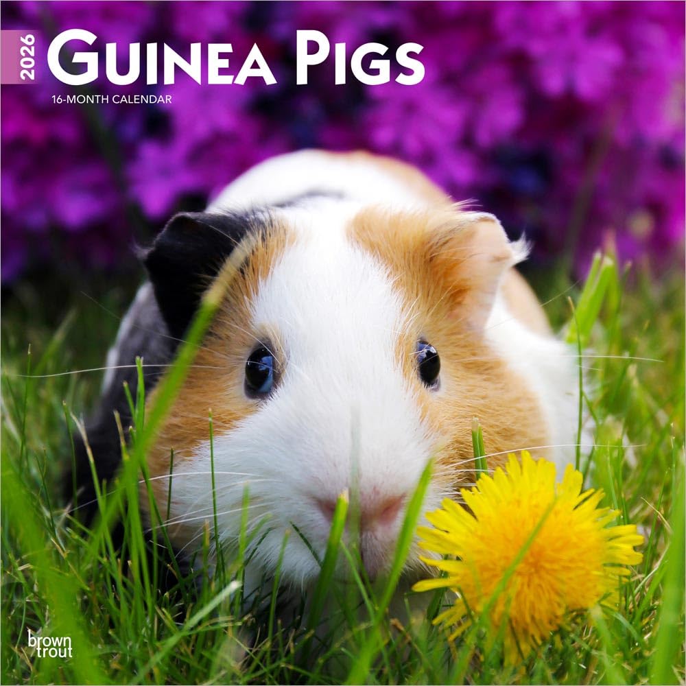 Guinea Pigs Calendar 2026