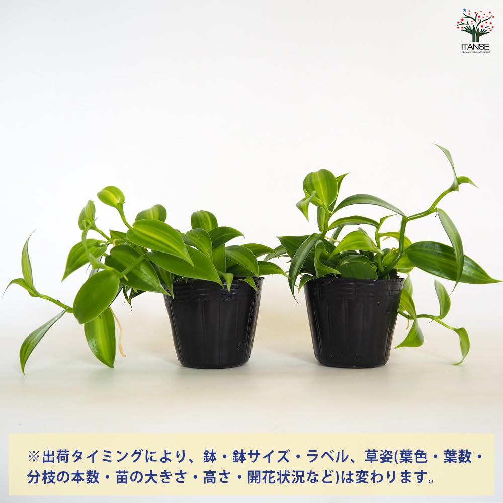 Amazon.co.jp: ITANSE バニラの木 3号 1個売り 花木苗 観葉植物