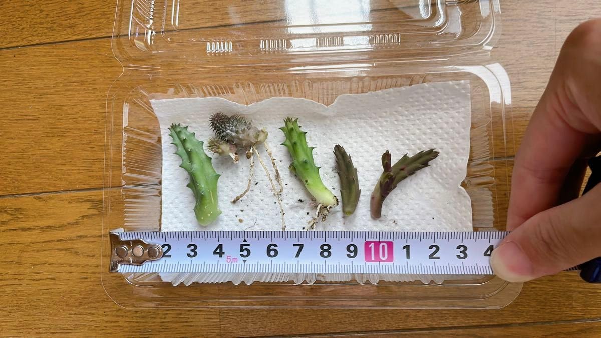 Amazon.co.jp: 多肉植物 ガガイモ フェルニア 阿修羅 抜き苗