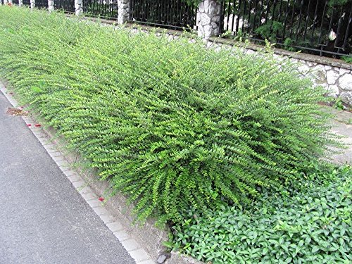 10x Lonicera nitida Poor Mans Box compact evergreen dense hedging plants