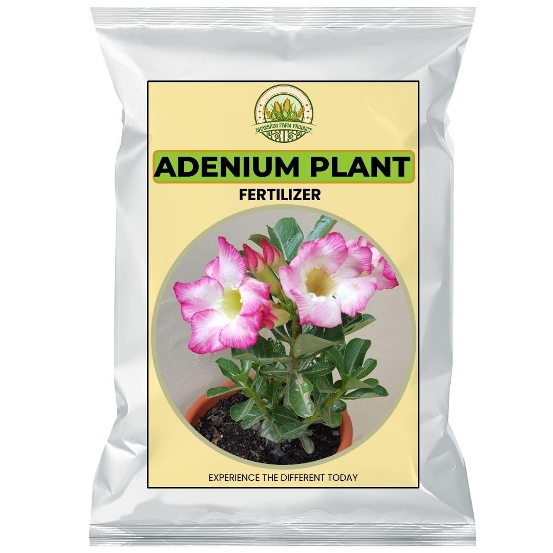 ADENIUM PLANT FERTILIZER | The Resilient Beauty | Air Purifier Live Indoor Plant for Living Room, Table, Bedroom & Office Home Decoration | House Warming | Sign of Luck-image-31