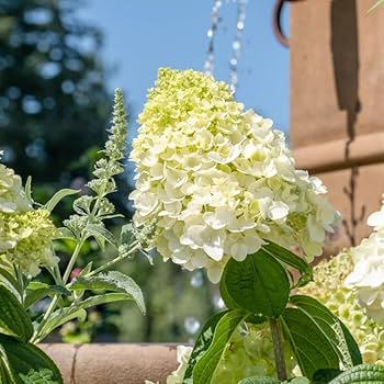 Hydrangea ハイドランジア ベルベリス Hydrangea ハイドランジア ベルベリス The Heavenly Hillsides