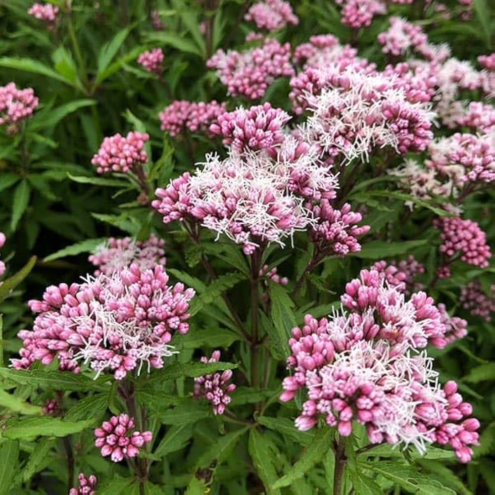 Amazon.co.jp: フジバカマ:リトルエンプレス3号ポット 2株セット[花 Amazon.co.jp: フジバカマ:リトルエンプレス3号ポット 2株セット[花