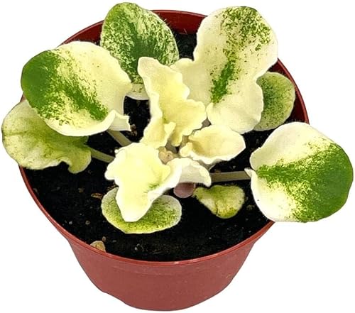 Harmony's Gesneriad violeta africana abigarrada, maceta de 4 pulgadas, hojas blancas Grower's Choice, Saintpaulia