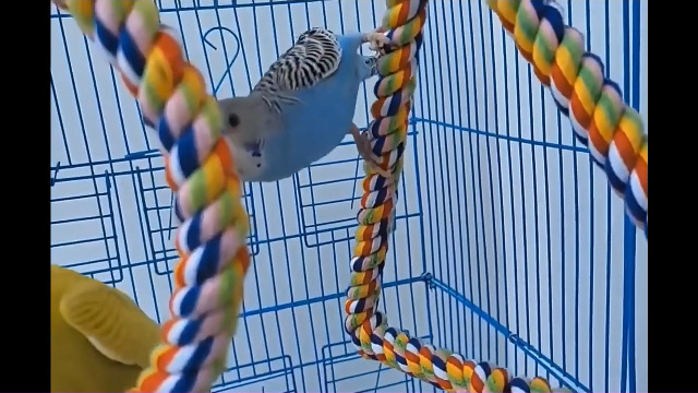 Corde E Altalene Per Pappagalli | Set 4 Pezzi | Cotone Colorato | Giocattoli Per Gabbia Uccelli | Per Cacatua E Conuri - Foto 6