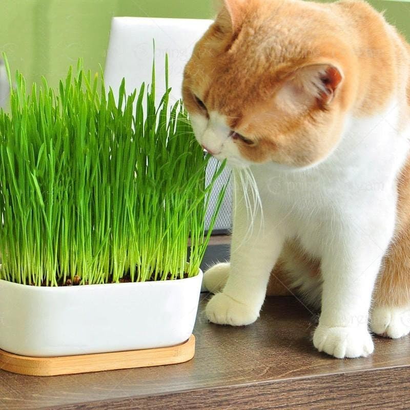 Miniatura 3 de Gardenera Premium Mezcla para maceta de césped para gatos - Proporciona a tu amigo felino un bocadillo natural y nutritivo - 1 cuarto de galón