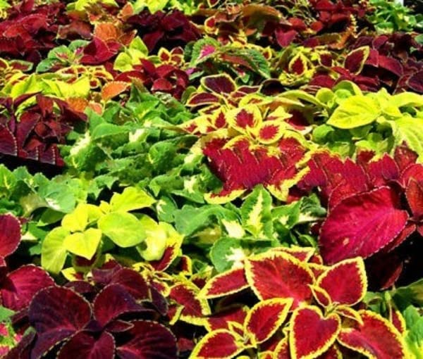Buy4seeds 200 Seeds Coleus hybridus Rainbow Mix Improved Variety