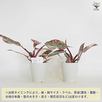 Amazon｜ITANSE フィロデンドロン マーブルピンク
