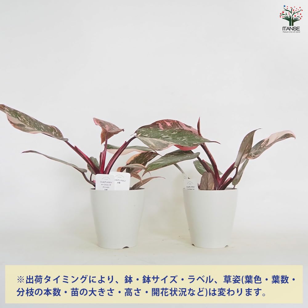 Amazon｜ITANSE フィロデンドロン マーブルピンクプリンセス 4号