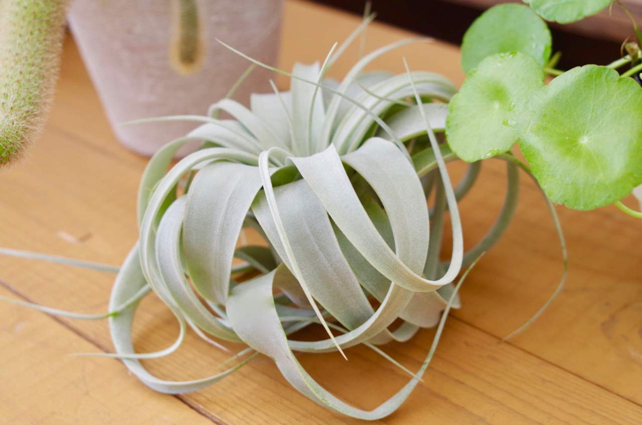 exserta × xerographica〔エアプランツ〕T5172 exserta × xerographica〔エアプランツ〕T5172