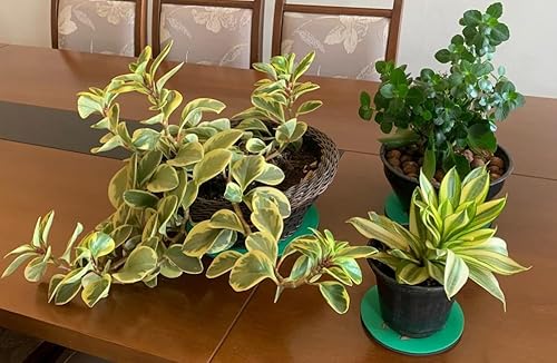 03 TAPETINHOS MISTOS ABSORVENTE PARA VASOS PLANTAS 15-20-25 CM
