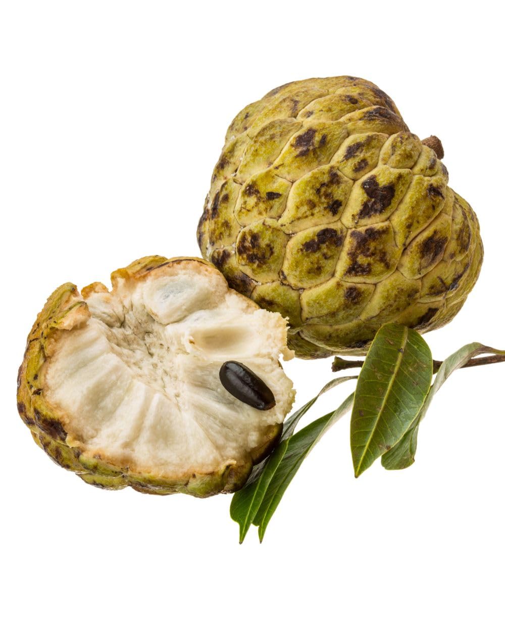 Pianta di ANNONA ATEMOYA – African Pride - in vaso Ø CM 18 – H. pianta 80/100 CM.