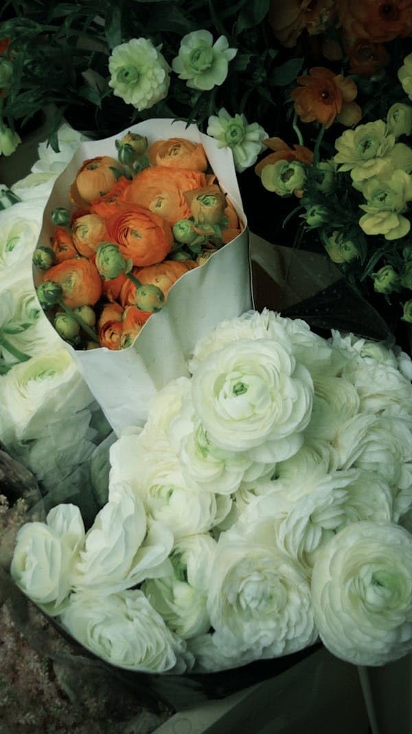 Ranunculus Bulbs for Planting - 3 Mixed Peony Ranunculus Bulbs, Persian Buttercup Corms, Pink Red Yellow White Flowers, Ideal for Cut Flower Gardens, Containers & Spring Borders