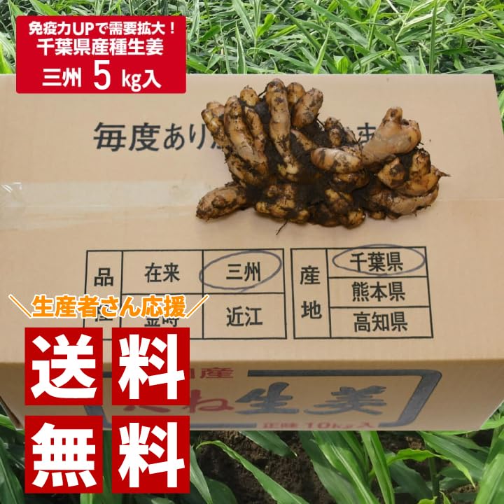Amazon.co.jp: 種生姜 千葉県産三州生姜10kg : 食品・飲料・お酒