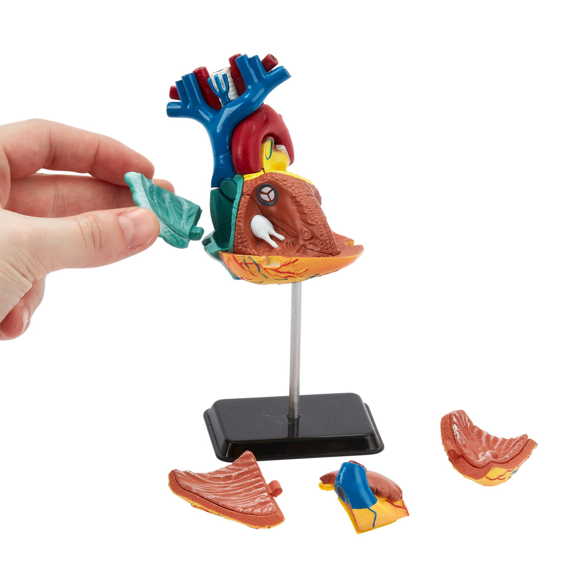 Buy Human Anatomy Heart Model 31 Piece 3D Human Heart Puzzle