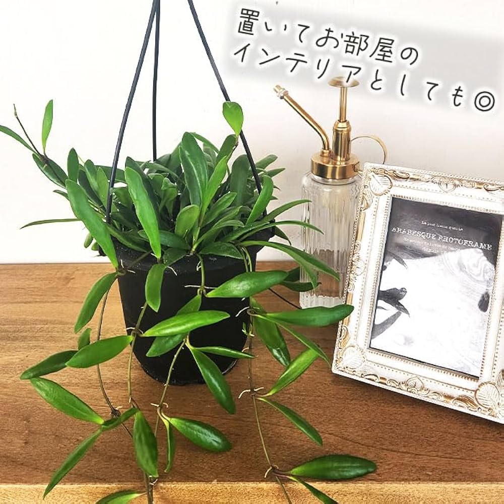 こ*ろ様 観葉植物　吊り鉢　ハンギング　7種アソート　バンダ　ホヤ こ*ろ様 観葉植物 吊り鉢 ハンギング 7種アソート バンダ ホヤ こ*