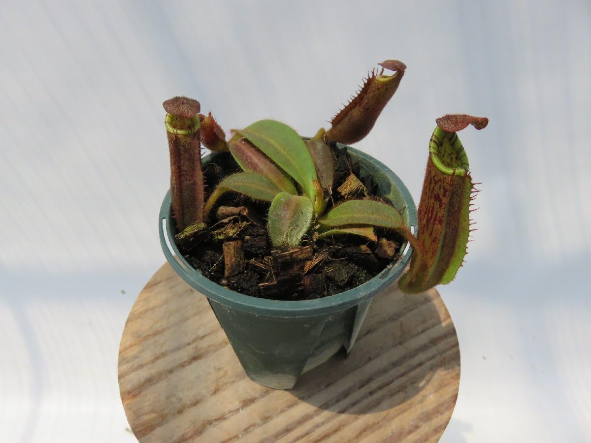 N.hurrelliana #2 x N.veitchii Bario Y's 2022-HIPS-006 No. 2.5
