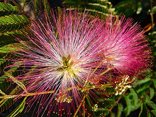 20 Albizia Julibrissin Mimosa Bonsai Tree Seeds For Planting - Persian Pink Silk Tree - Ships From Iowa, Usa #TOP1