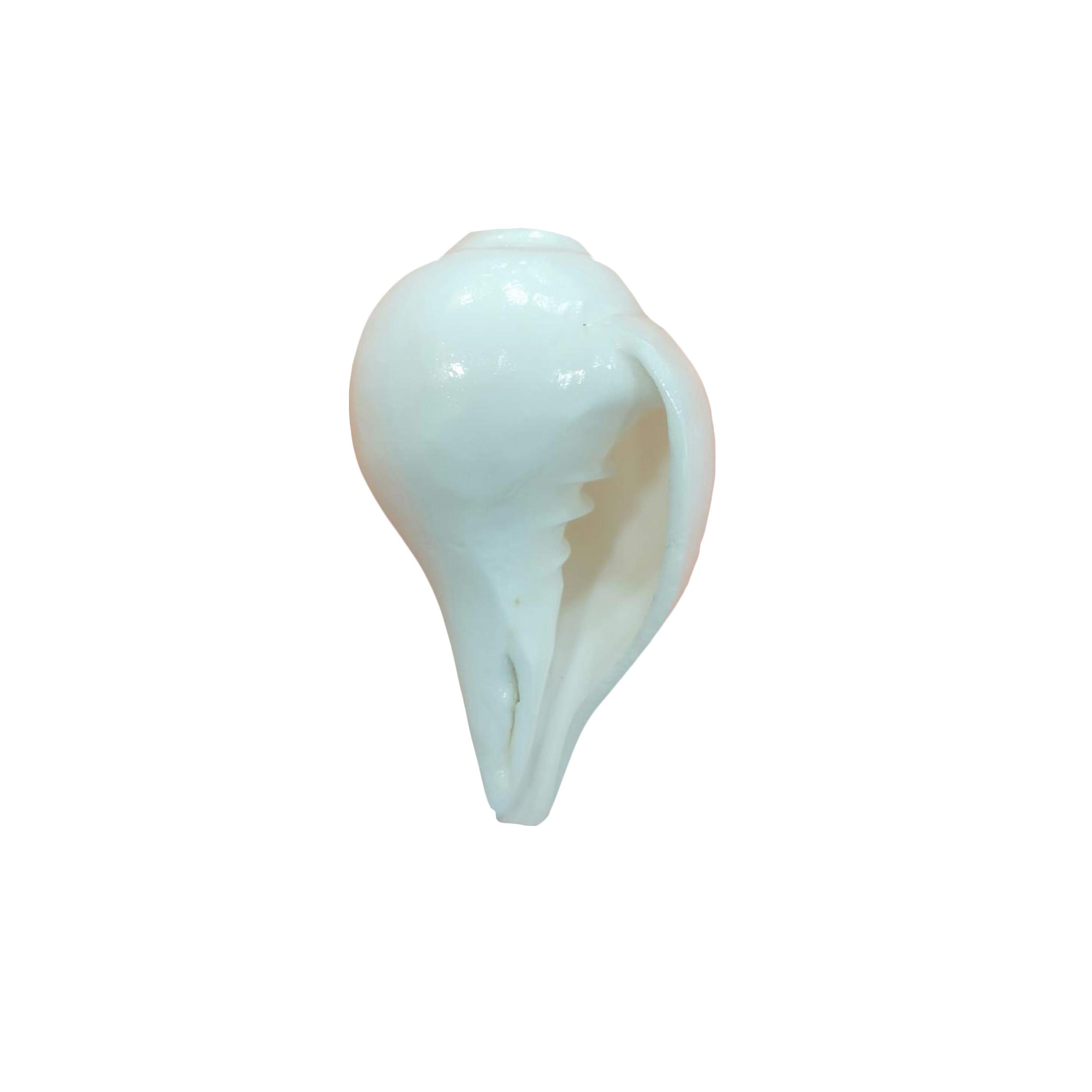 DivineTemples Vamavarti Bajnewala | Blowable Shankh | White | Including Brass Stand | 160 gm | 9 cms