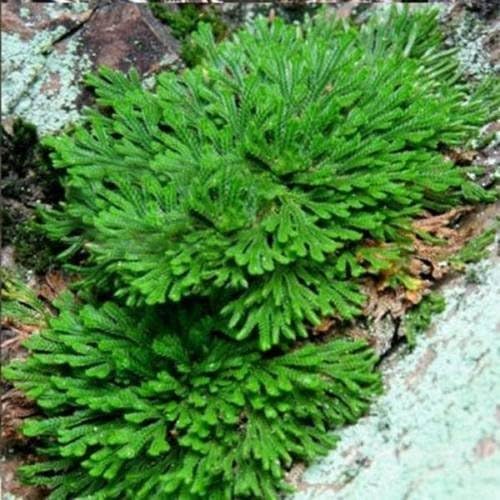 True Alive Ressurection Plant Rose of Jericho Laxman Buti Dry 100g