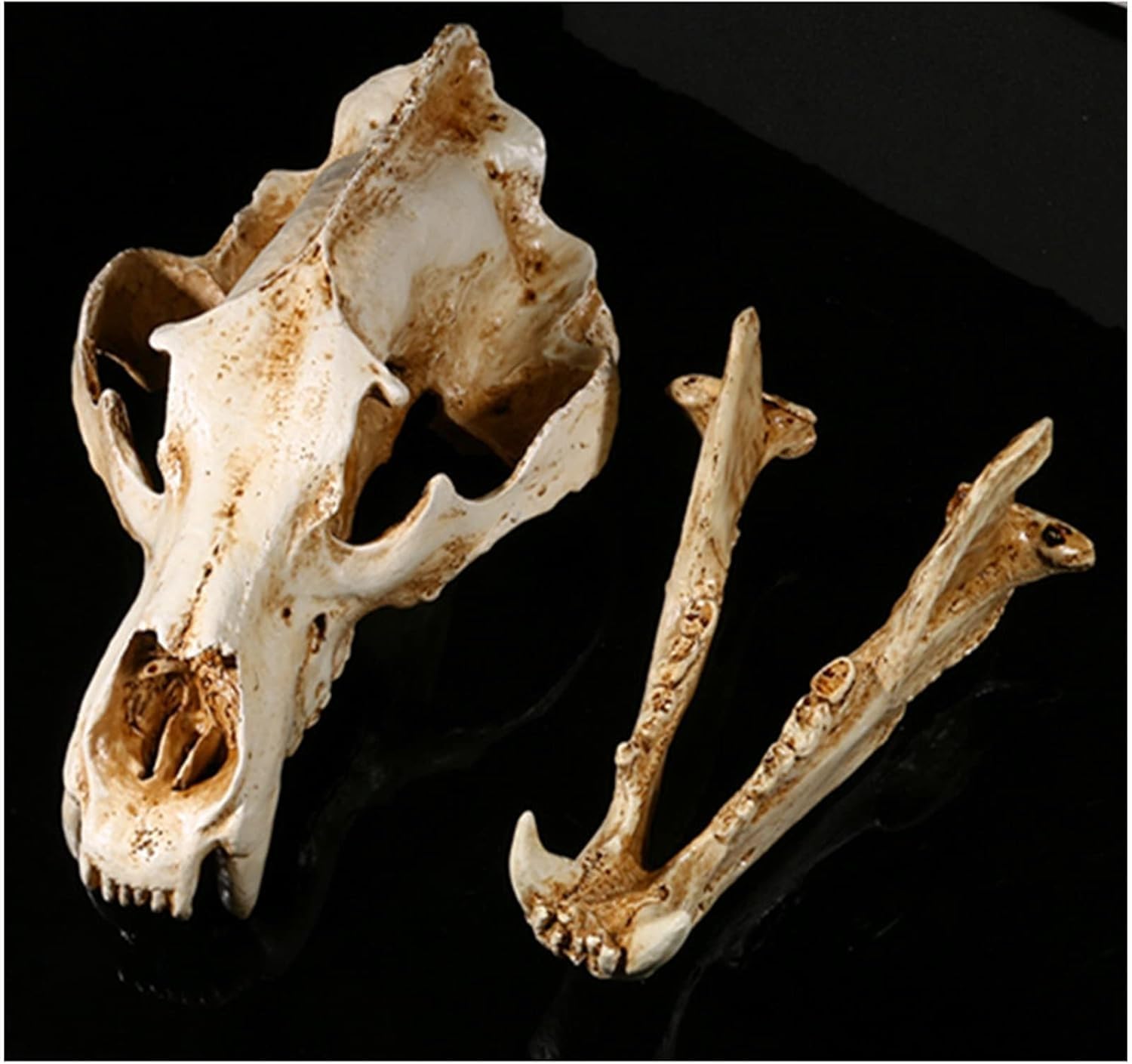 Cranio di animale, replica del teschio di orso polare in resina, modello di testa di anatomia del teschio di animale, collezione di strumenti educativi for studi veterinari, decorazione