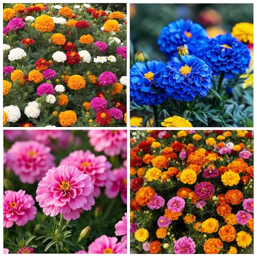 900+ Annual French Marigold Garden Flower Mix Flower...