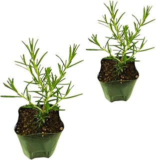 ローズマリー 苗 匍匐性 ほふく性 ハーブ 矮性 販売 食用 家庭菜園 病気に強い 農場直送 9cmポット (2個)