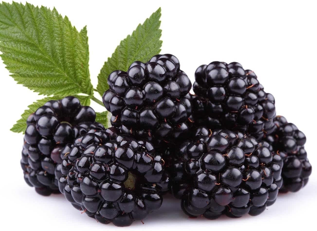 Apache Thornless BlackBerry Seedlings for Planting - Well Rooted and Ready to Plant (3 Seedlings)