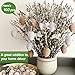 Oning 60 Stems 17＂Real Dried PussyWillow Branches for Vase, Natural PussyWillows with White Flowers, Snow Willow Branches for Indoor and Outdoor Decor, Wedding Home Party Hotel Fireplace Yard