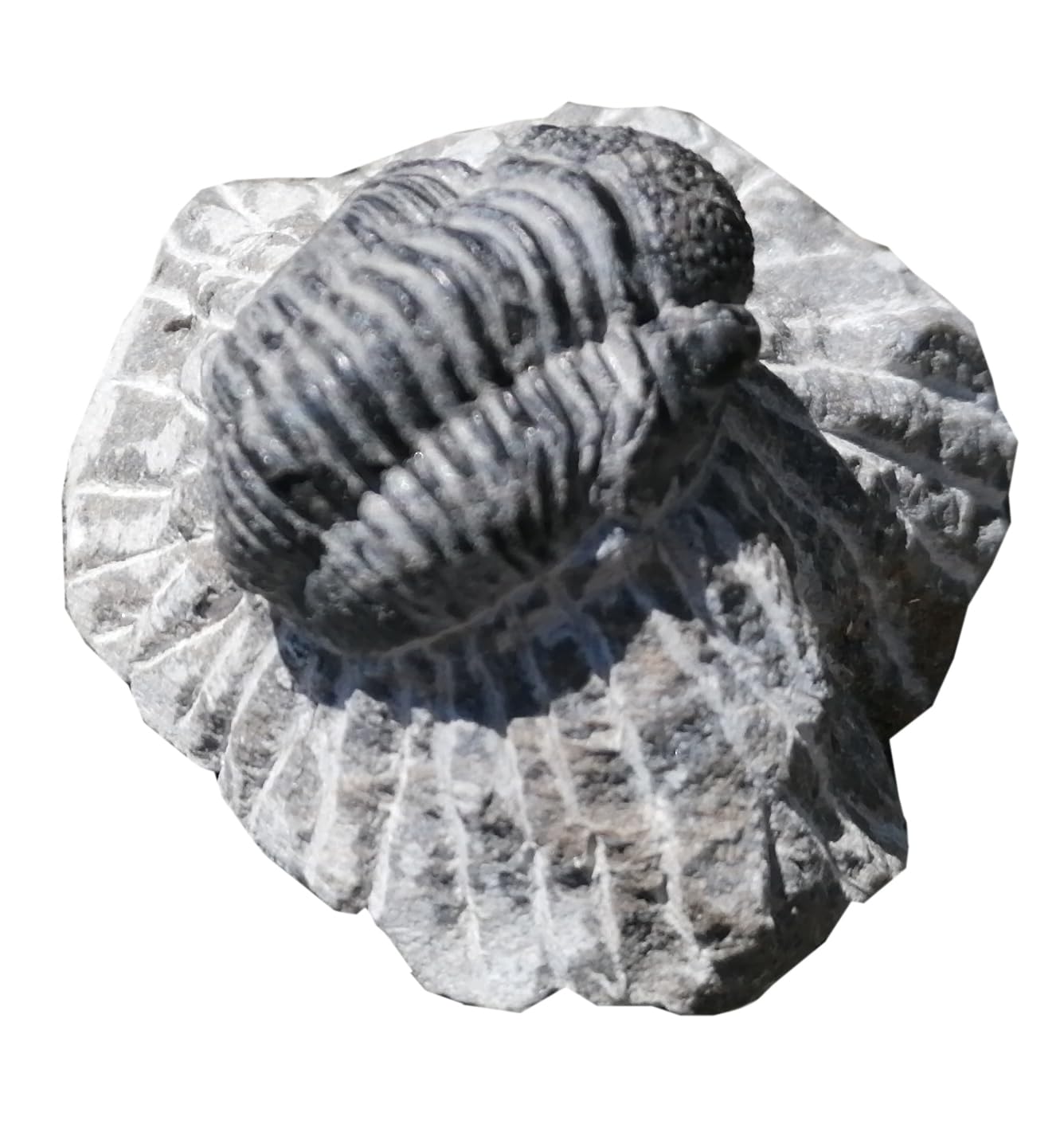 Geschenkidee - Versteinerte Urzeit Fossilien: Fossilie Trilobiten Trilobit Gerastos aus Marokko/Lehrmaterialien Fossilien (Ø 5 cm)