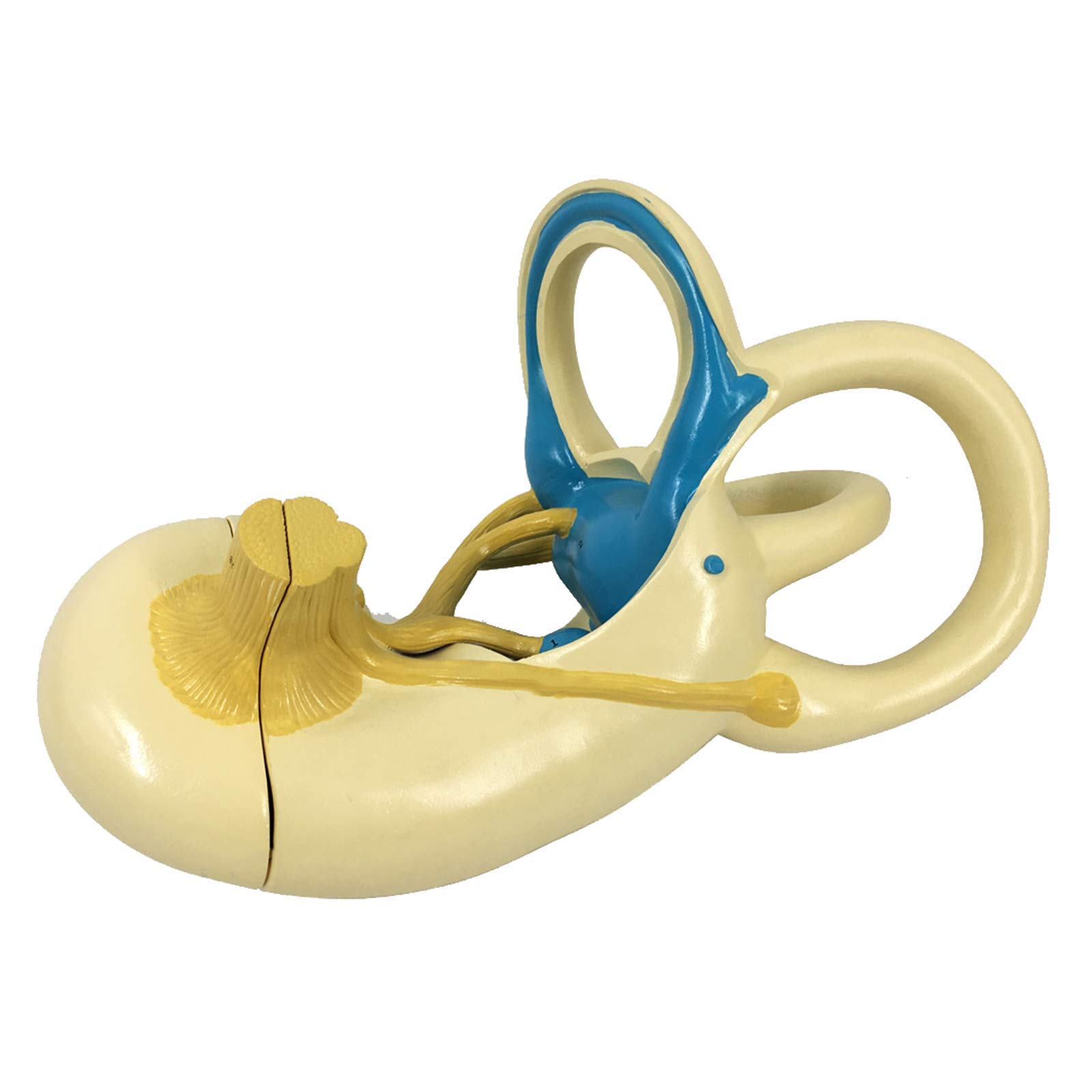 Inner Ear Barotrauma vs. Inner Ear DCS: Diagnosing Vestibular Emergencies Under Pressure