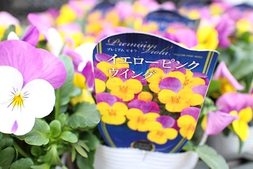 Amazon 花苗 まとめ買い プレミアムビオラ イエローピンクウイング4ポットセット 4寸苗 送料込価格 花