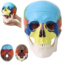 Japard Human Skull Model, Detachable Anatomical Life Size Colored Skull Head for Medical Student Human Anatomy Study Course Demonstration