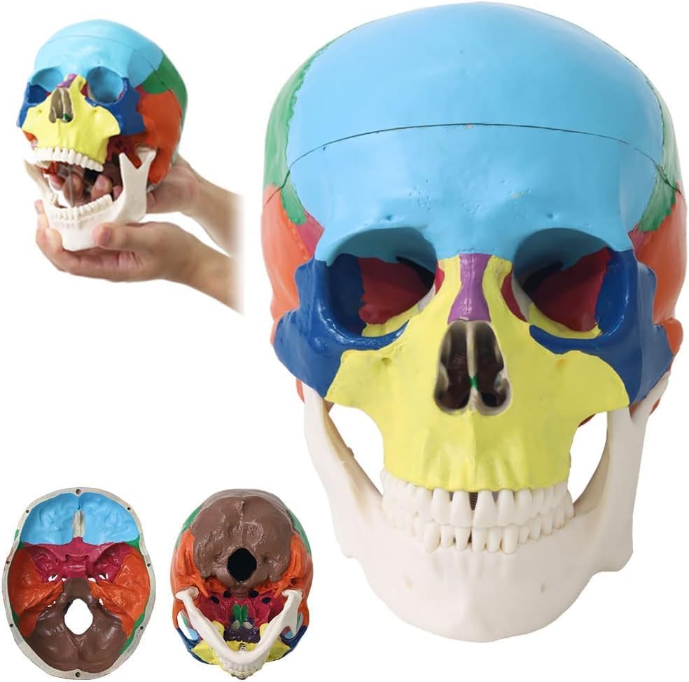 Image of Japard Human Skull Model, Detachable Anatomical Life Size Colored Skull Head for Medical Student Human Anatomy Study Course Demonstration