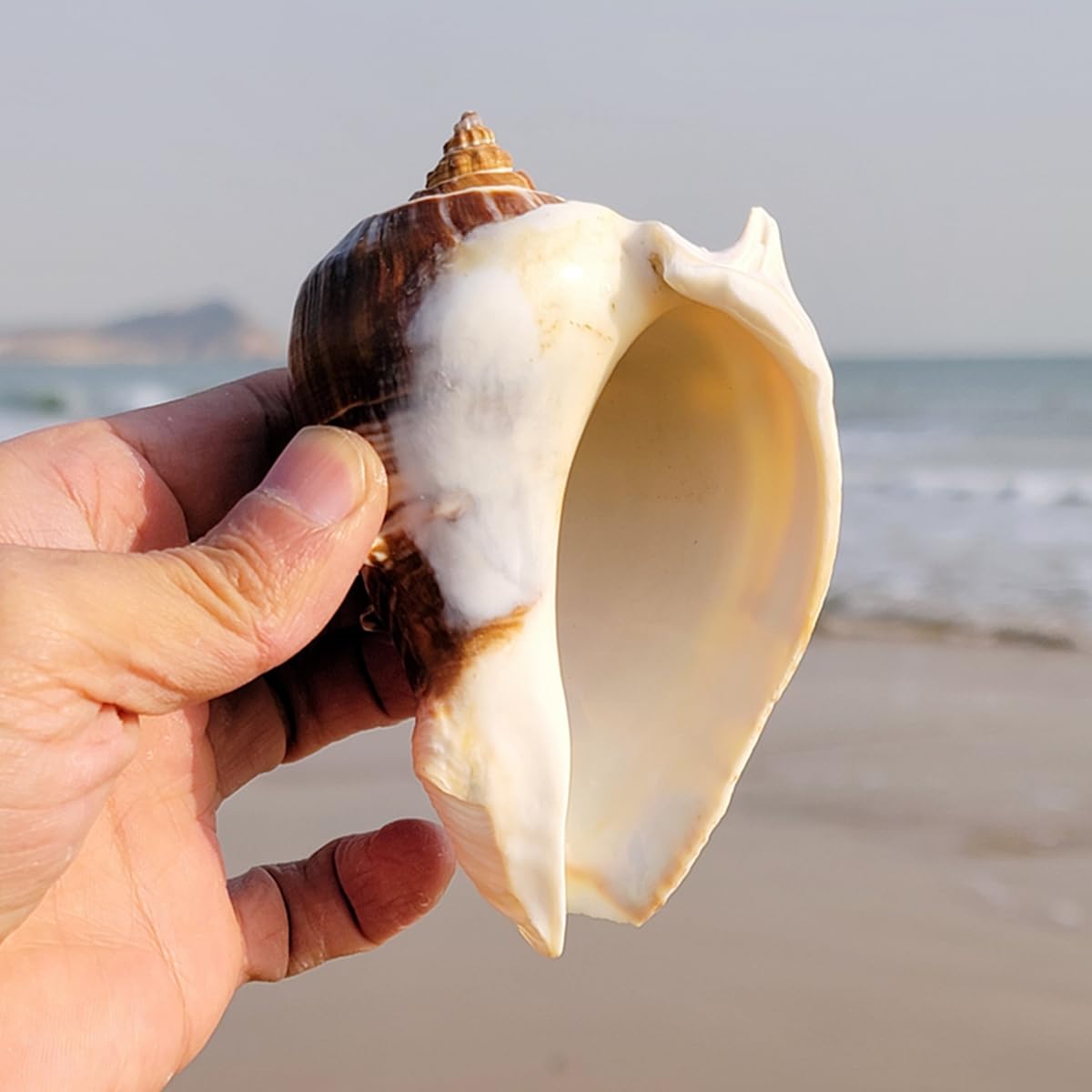 Amazon.co.jp: 装飾用の大きな貝殻、大きな天然巻き貝の貝殻、5〜6cm