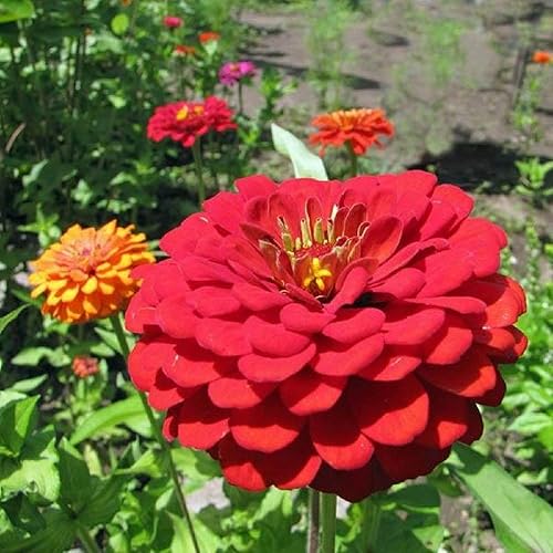 Exquisitas semillas de flores de zinnia, 25 unidades de la marca COOL BEANS N SPROUTS sin OMG. Jardinería en casa.