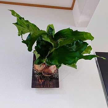 ビカクシダ　ヒリー　ドラゴン　Hillii Dragon 楽天市場】(現品) ビカクシダ ヒリー 'ドラゴン' (pup) (No