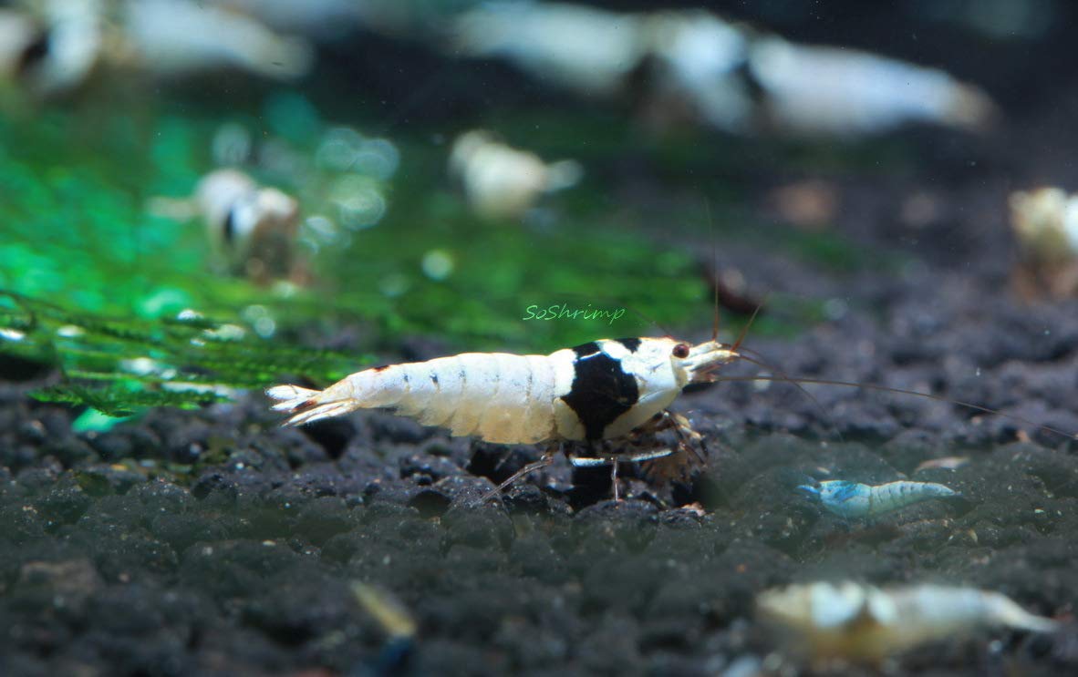 5 Crystal Black Shrimp SSS Grade Live Freshwater Aquarium Shrimp - 1/4 to 1/2 inch Long