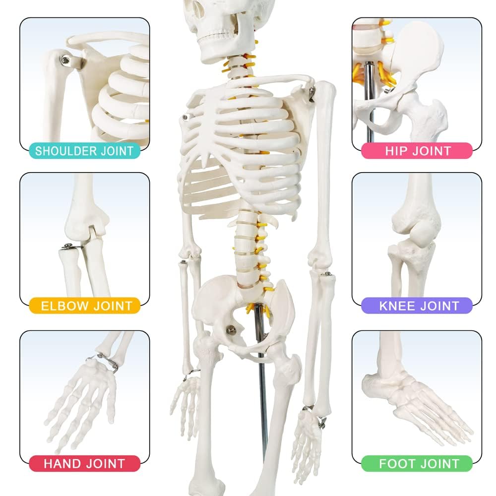 Mini model szkieletu ludzkiego 1/2 naturalnej wielkości do anatomii 85 cm z układem nerwowym, zdejmowanymi ramionami i nogami, 1 zestaw