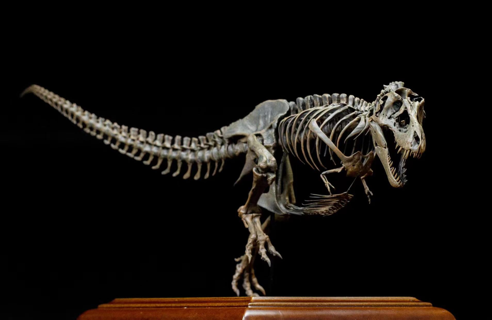 Amazon.com: VWUVWU 1:20 Scale Tyrannosaurus Skeleton Figure