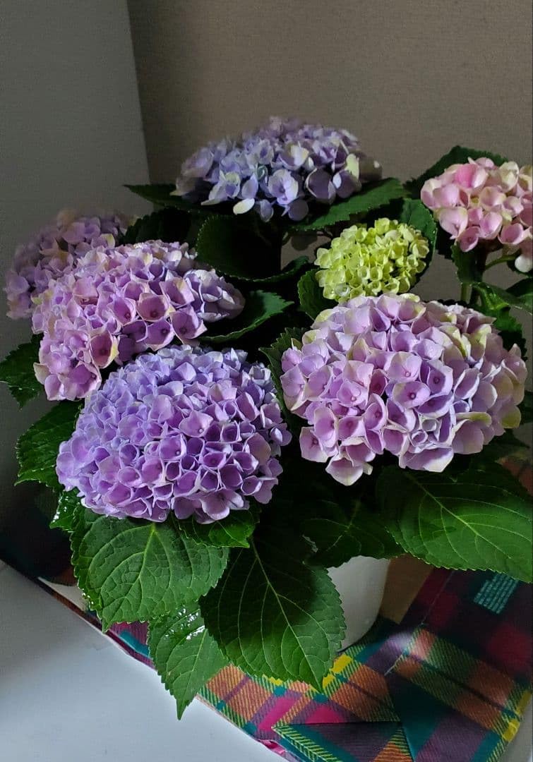 Amazon.co.jp: 紫陽花 アジサイ マジカルレボリューション レインボー
