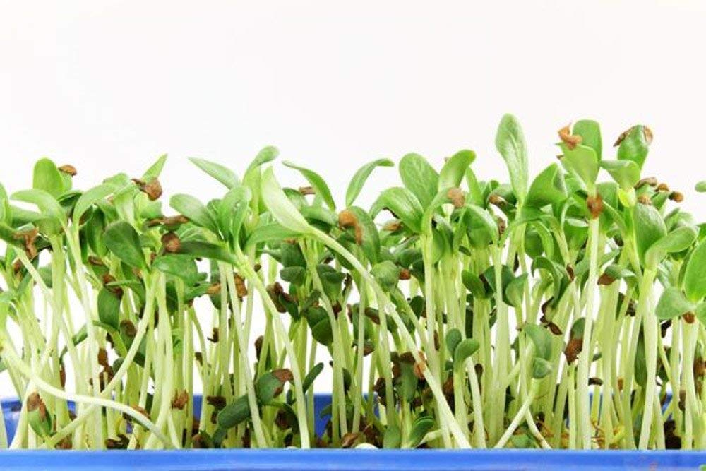 Creative Farmer Vegetable Seeds Fresh Methi Kasuri Seeds For Home Garden Seeds - Methi Kasuri ?Seeds Heirloom Seeds For Terrace Gardening Home Garden Seeds (B07N46Y7BR) Amazon Price History, Amazon Price Tracker