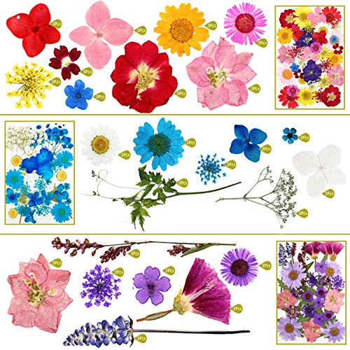image for Whaline 120PCS+ Real Dried Press Flowers Dried Press Leaves Handmade F