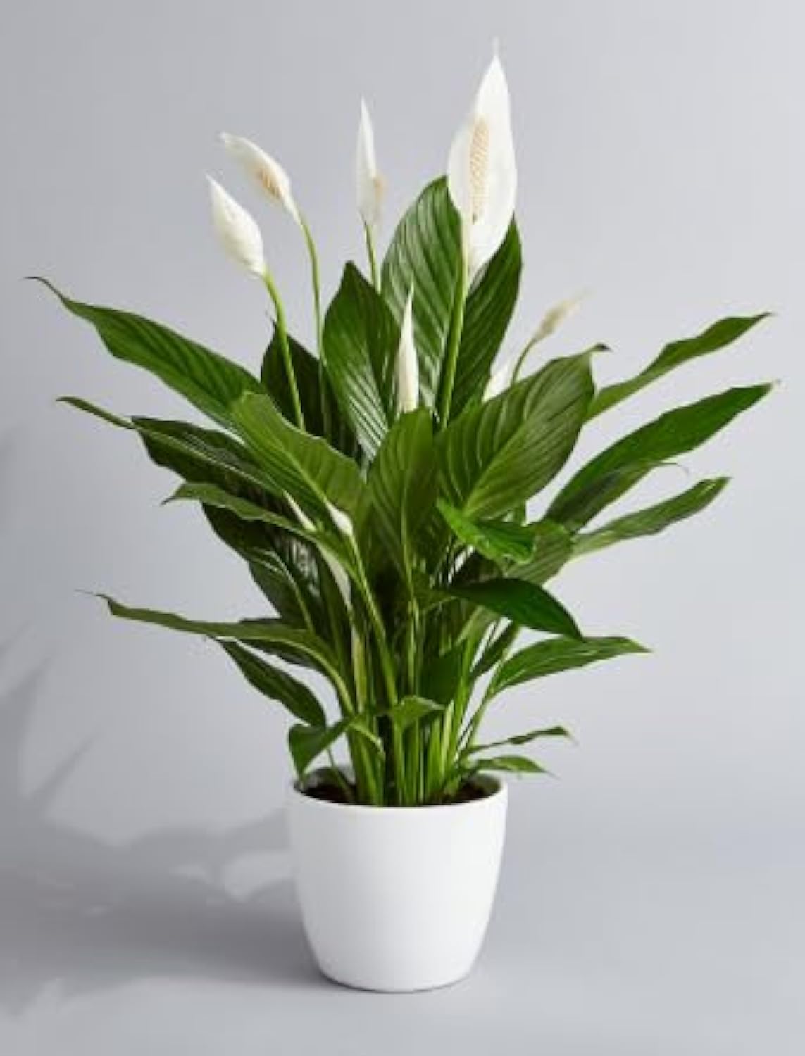 Live Peace Lily From Holland/Spathiphyllum/Real Indoor Plants/Houseplants/Air Purifier Low-light Plants/Shade-tolerant/White Flowers/Tropical Plants/Easy Care Plant