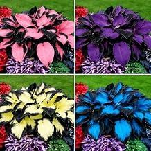 Hosta Seeds for Planting, 297pcs Non-GMO Heirloom Perennial Hosta Flower Seeds, Long Blooming Plants Shaded Entry Pathway Rare Flowers Beauty Home Garden for Outdoors