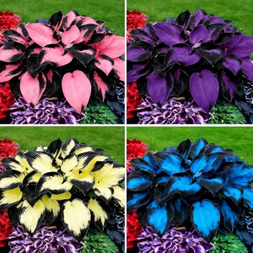 Mixrug Hosta Seeds for Planting, 100+pcs Rare Perennial Hosta Flower